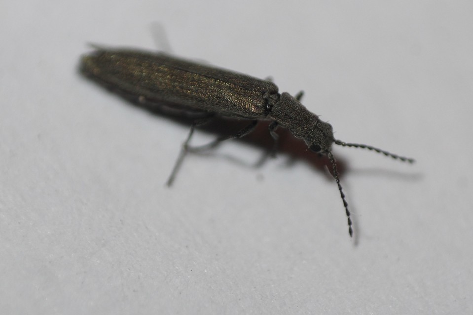 Dolichosoma lineare - ösztövér karimásbogár