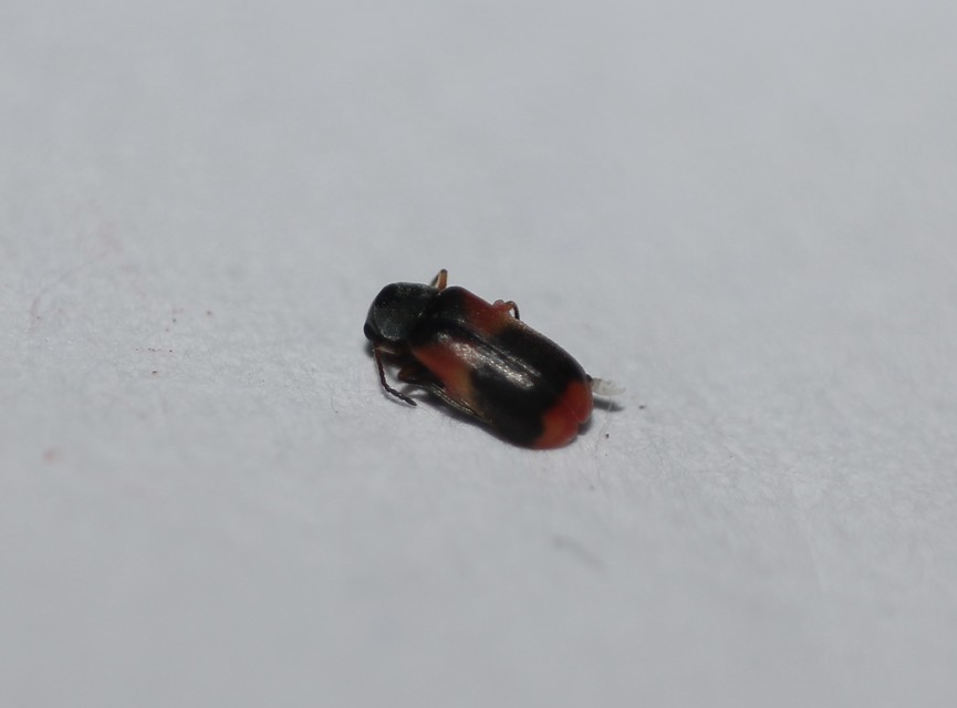 Anthocomus equestris - kétszínű bibircsesbogár