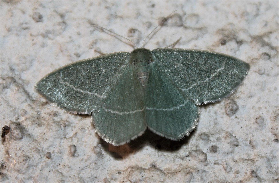 Chlorissa viridata - üdezöld araszoló