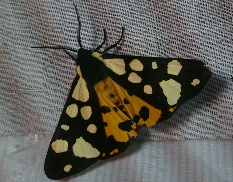 Arctia villica - fekete medvelepke