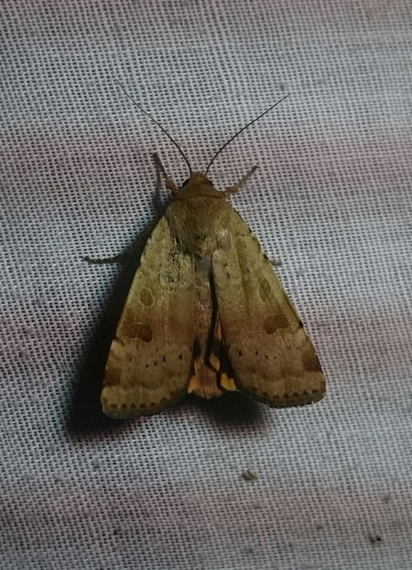 Noctua interposita - köztes sárgafűbagoly