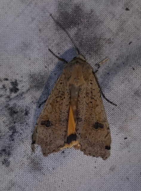 Noctua pronuba - nagy sárgafűbagoly