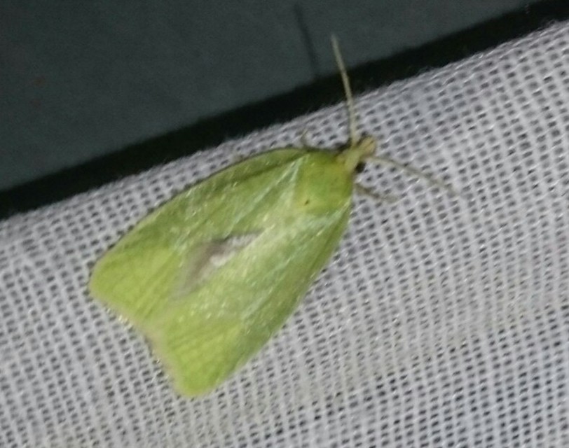 Tortrix viridana - tölgyilonca