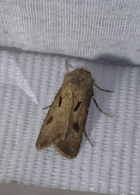 Agrotis exclamationis - felkiáltójeles földibagoly