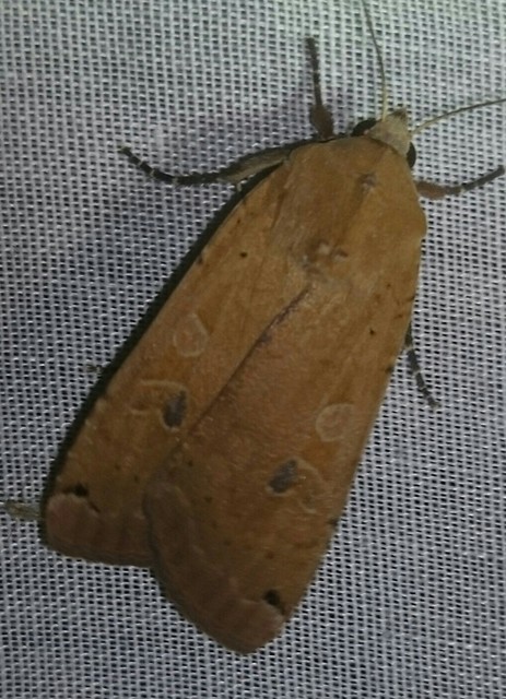 Noctua pronuba - nagy sárgafűbagoly
