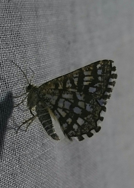 Chiasmia clathrata - rácsos rétiaraszoló