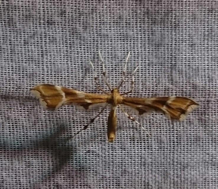 Cnaemidophorus rhododactyla - rózsabogyó-tollasmoly
