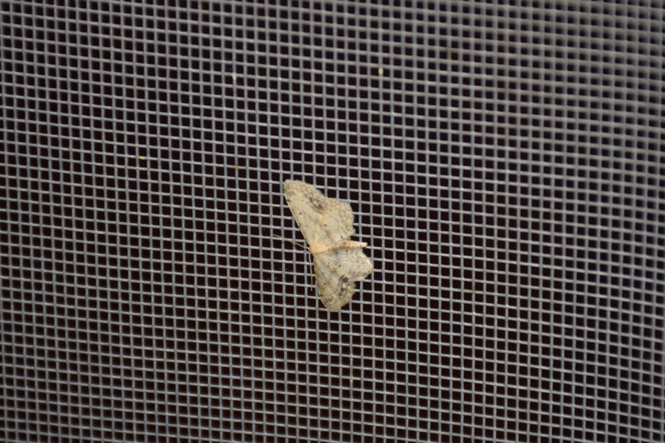 Idaea dimidiata - gyakori apróaraszoló