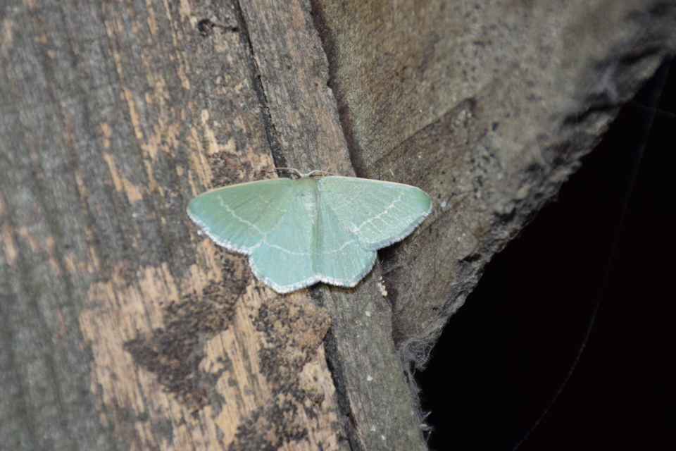 Chlorissa viridata - üdezöld araszoló