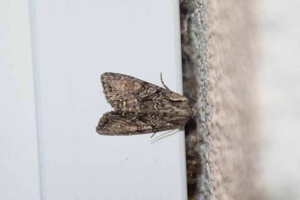 Lacanobia thalassina - borbolya-kertibagoly