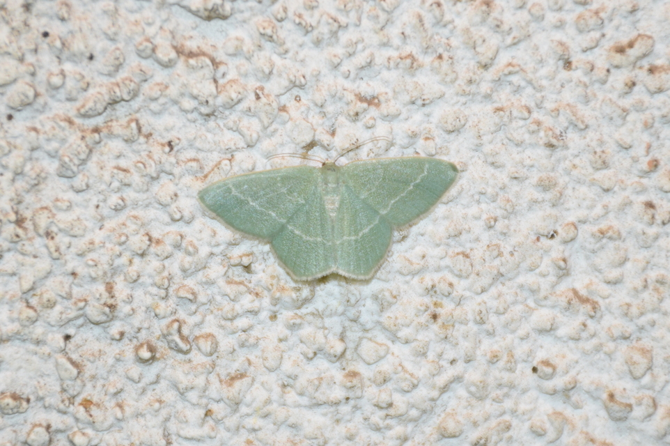Chlorissa viridata - üdezöld araszoló