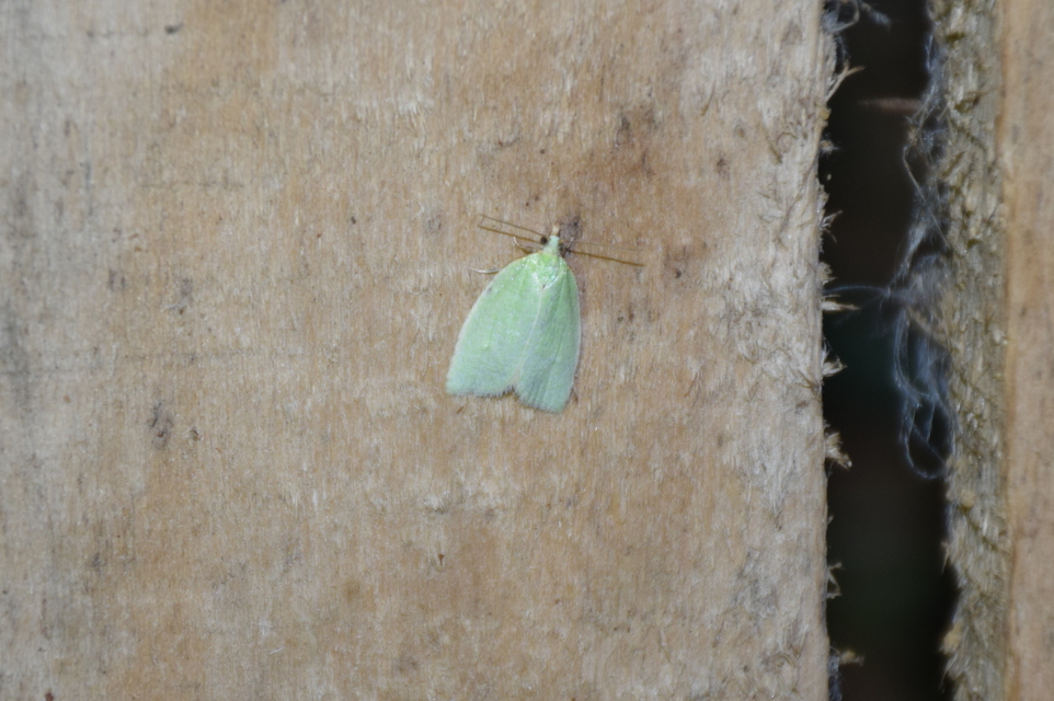 Tortrix viridana - tölgyilonca