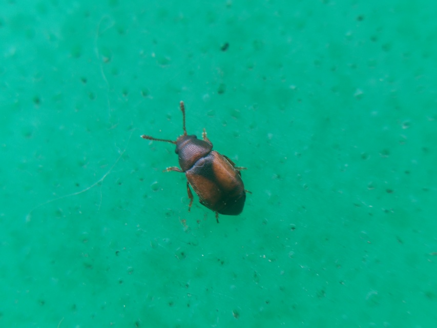 Kateretes pusillus
