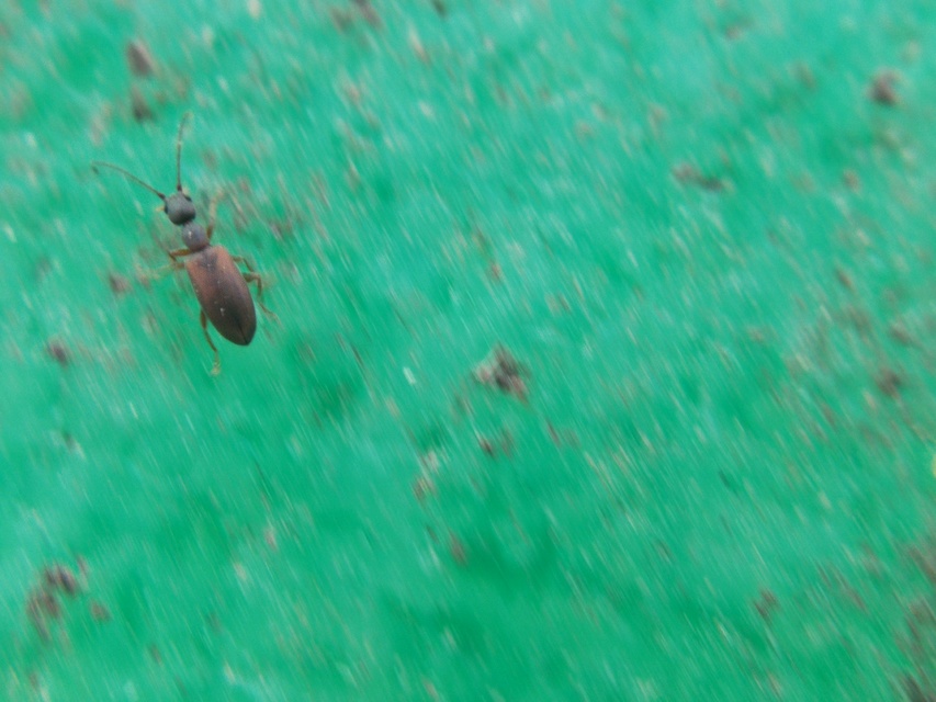 Endomia tenuicollis - keskenynyakú fürgebogár