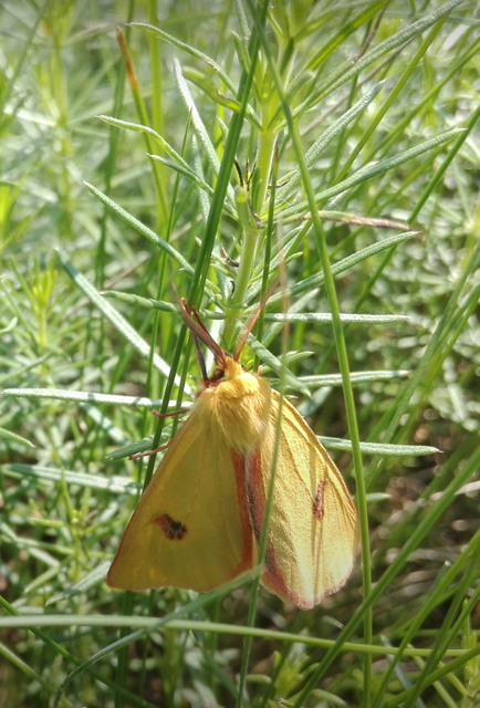 Diacrisia sannio - vörösszélű medvelepke