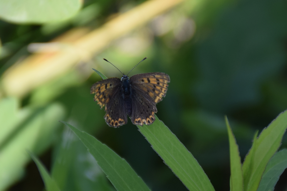 Lycaena tityrus - barna tűzlepke