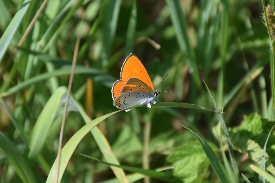 Lycaena dispar rutilus - nagy tűzlepke