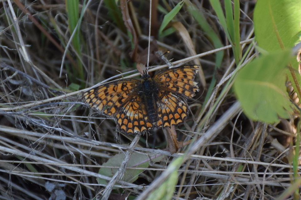 Melitaea phoebe - nagy tarkalepke