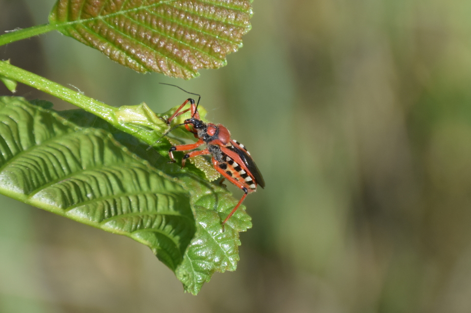 Rhynocoris iracundus - közönséges gyilkospoloska