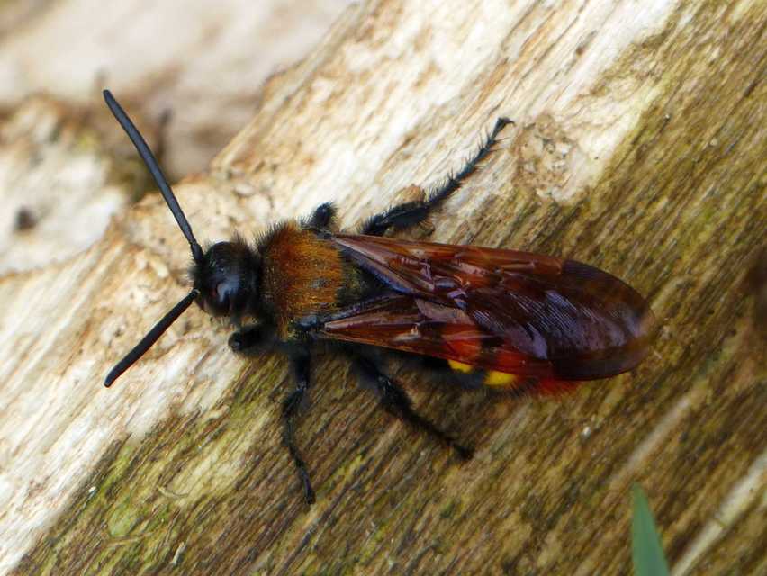 Megascolia maculata - óriás-tőrösdarázs