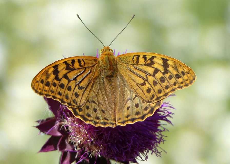Argynnis pandora - zöldes gyöngyházlepke