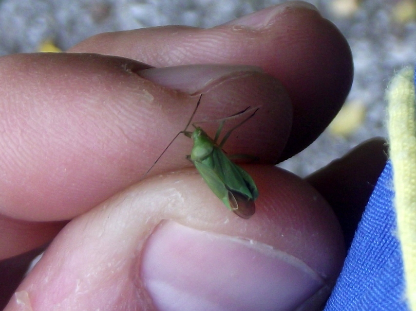 Calocoris