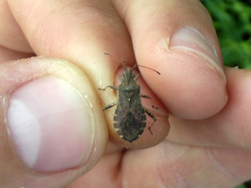 Ceraleptus gracilicornis - tüskéslábú karimáspoloska