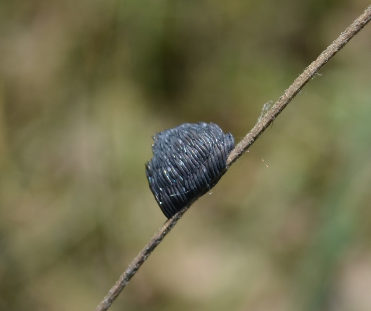 Tabanidae - böglyök