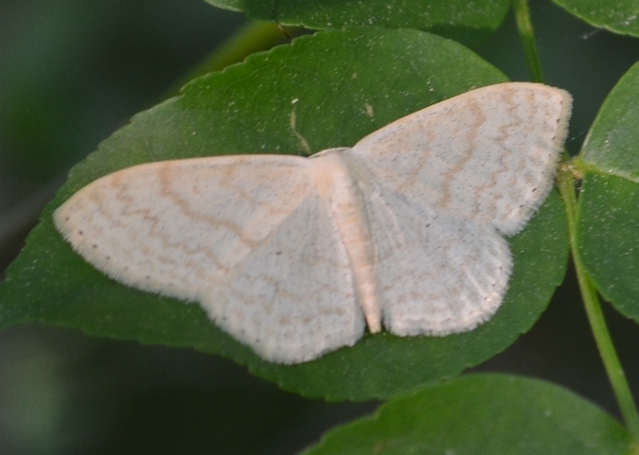Scopula floslactata - tejfehér sávosaraszoló