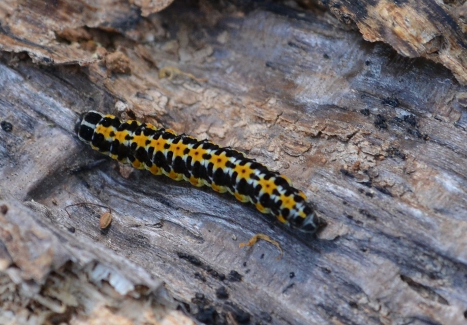 Ethmia pusiella - díszes feketemoly