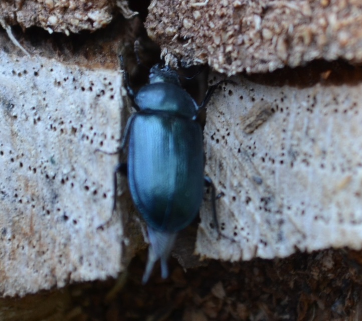 Platycerus caraboides - kis fémesszarvasbogár