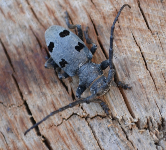 Morimus asper funereus - gyászcincér