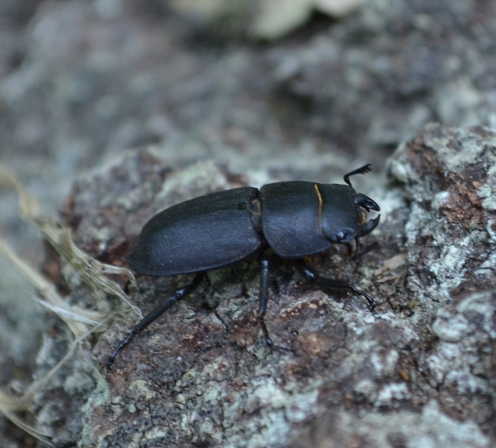 Dorcus parallelipipedus - kis szarvasbogár