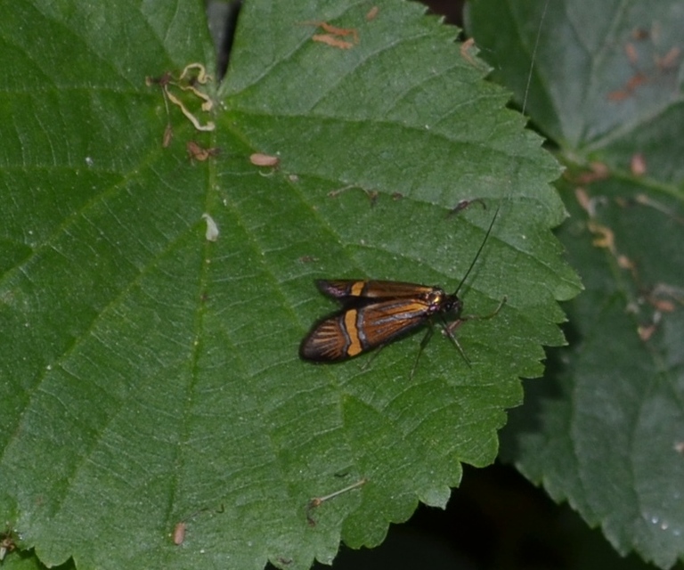 Nemophora degeerella - pompás tőrösmoly