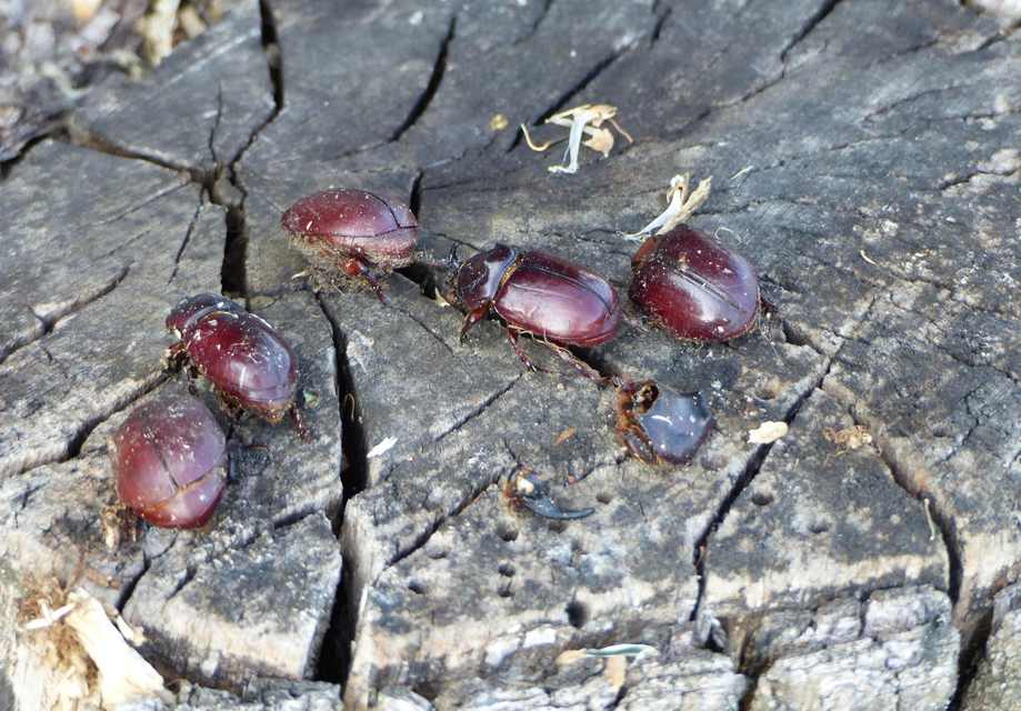 Oryctes nasicornis - orrszarvú bogár