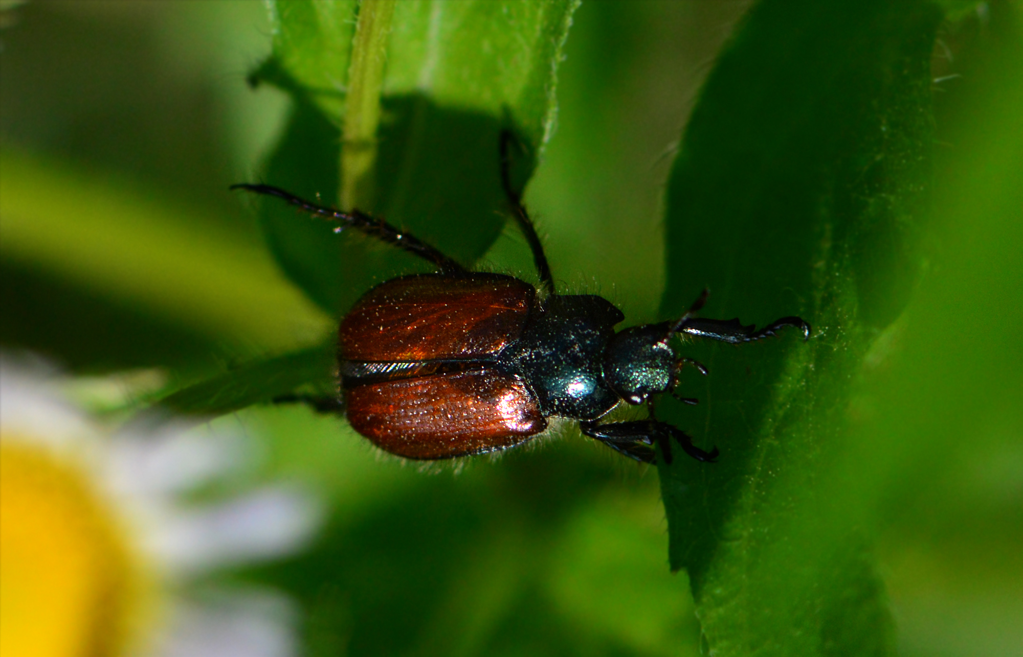 Phyllopertha horticola - kerti szipoly