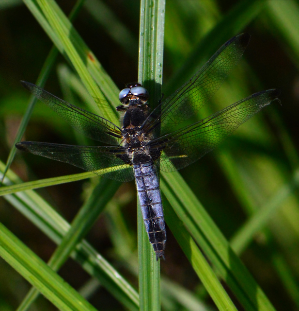 Libellula fulva - kisfoltos laposacsa