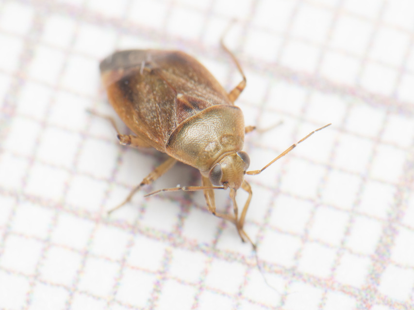 Agnocoris