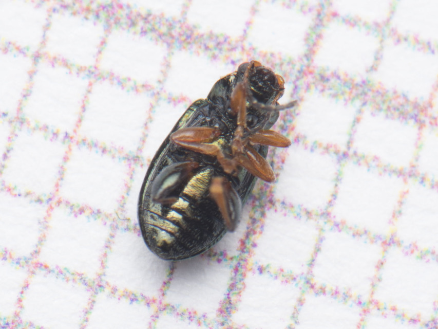 Crepidodera