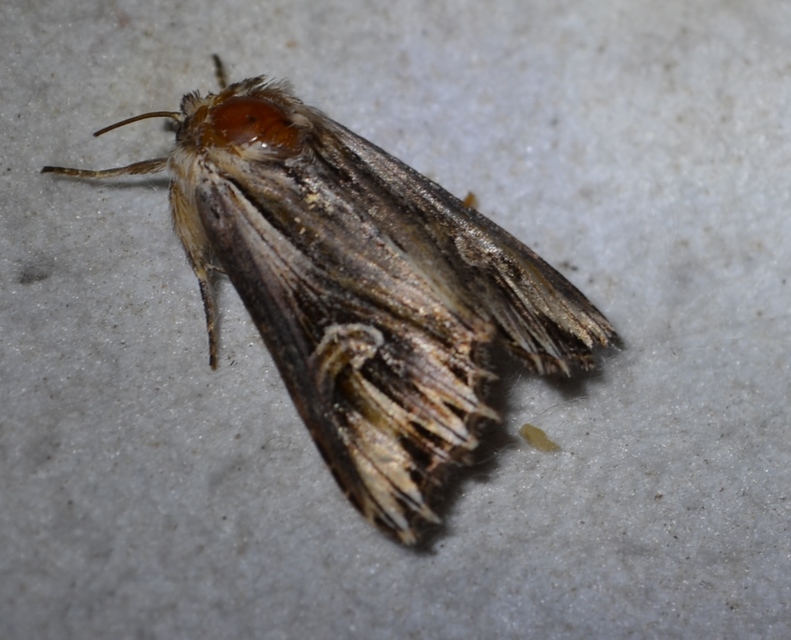 Actinotia polyodon - nagy sugarasbagoly