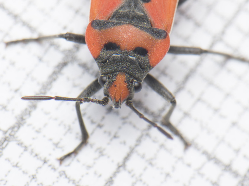 Lygaeus equestris - közönséges lovagbodobács