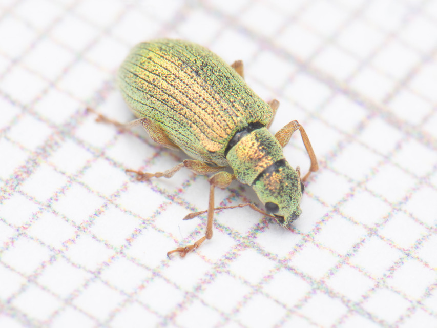 Polydrusus