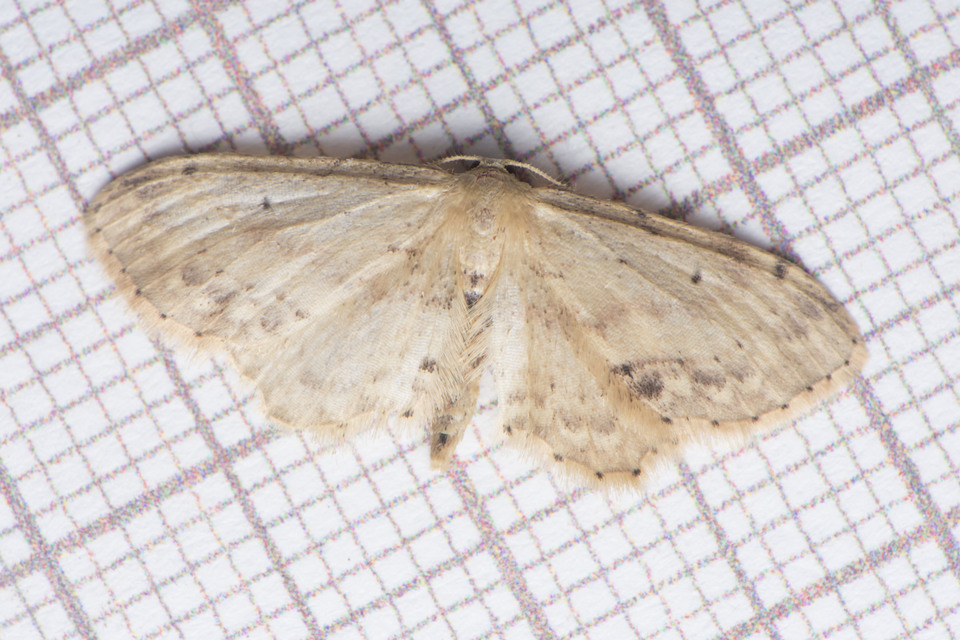 Idaea dimidiata - gyakori apróaraszoló
