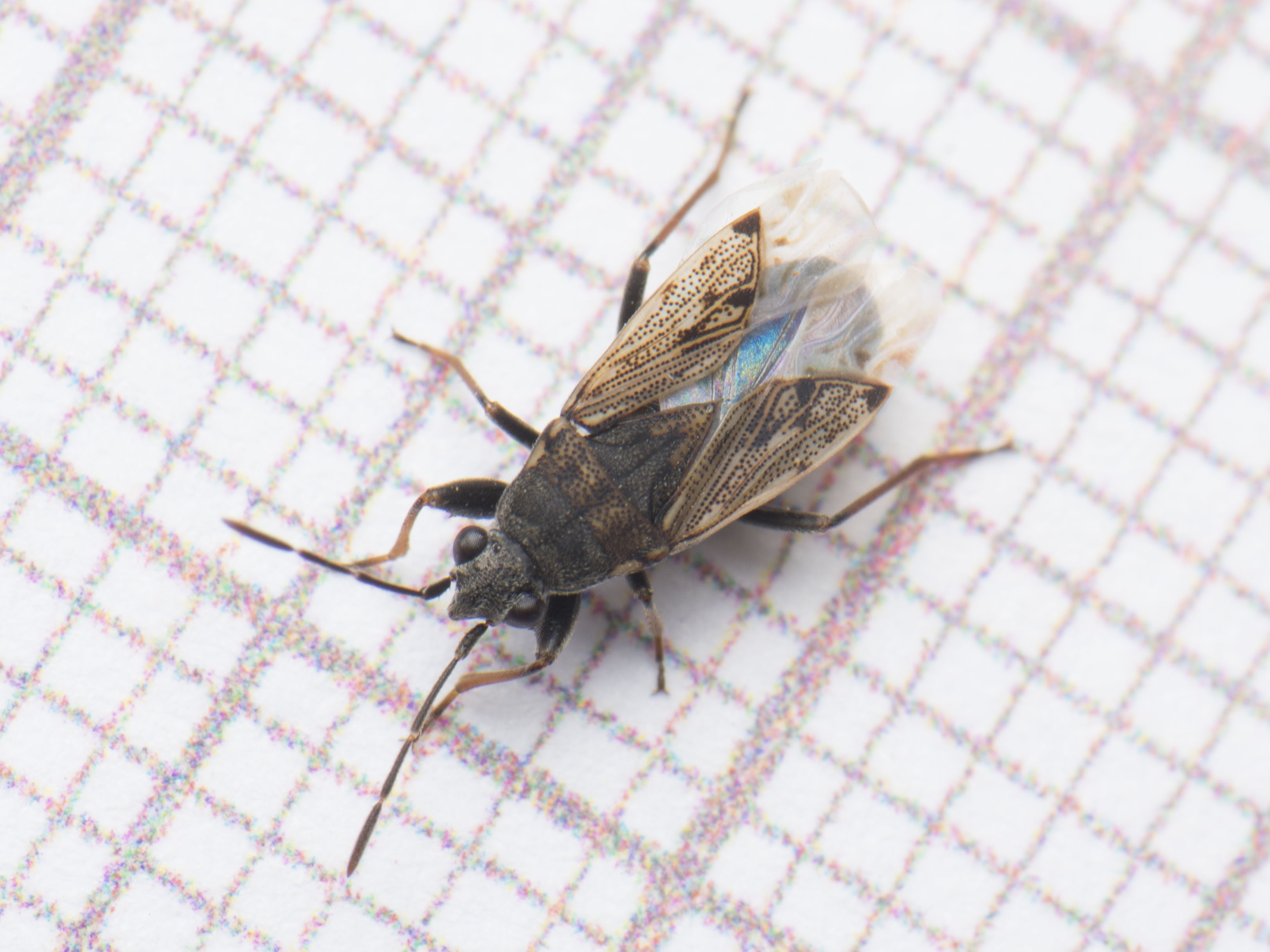 Peritrechus gracilicornis - vékonycsápú feketésbodobács