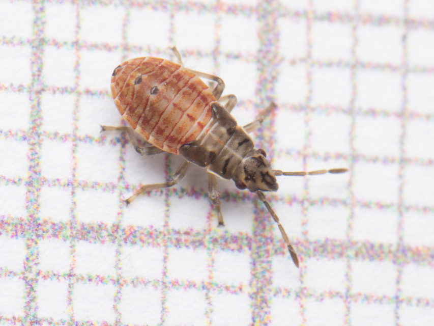 Arocatus longiceps - platánbodobács