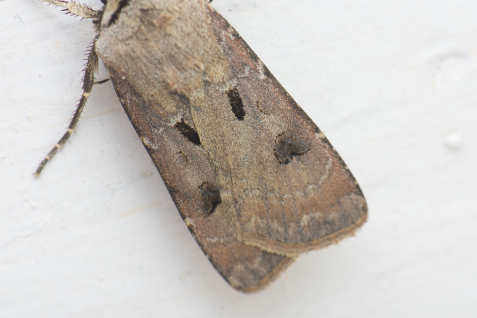Agrotis exclamationis - felkiáltójeles földibagoly