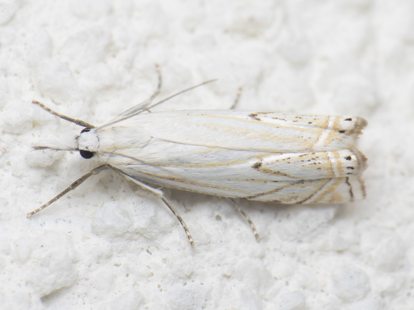 Crambus lathoniellus - mezei fűgyökérmoly