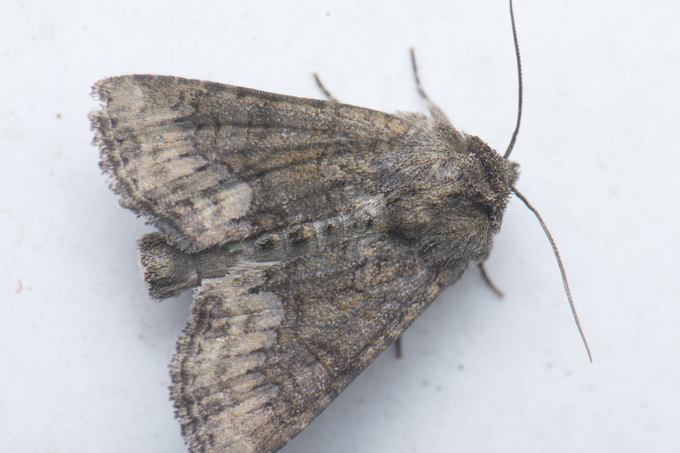 Oligia strigilis - kormos dudvabagoly