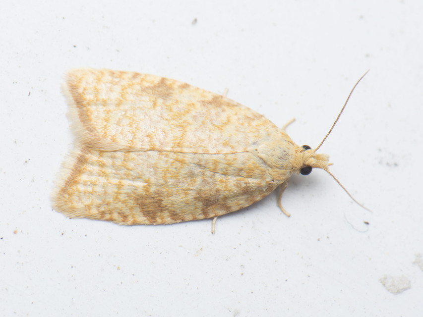 Aleimma loeflingiana - tölgylevél-sodrómoly Aleimma loeflingiana - tölgylevél-sodrómoly