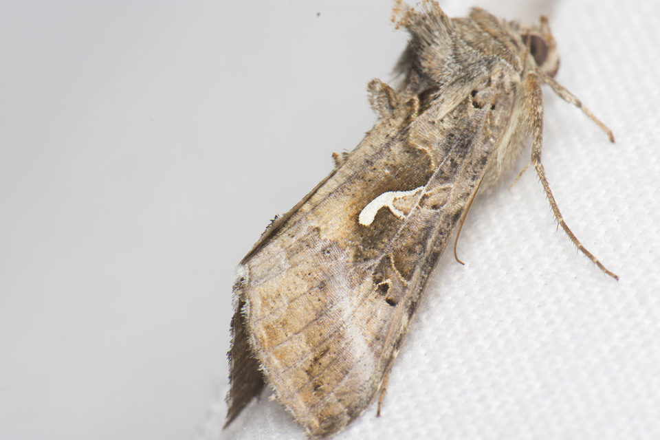 Autographa gamma - gammalepke